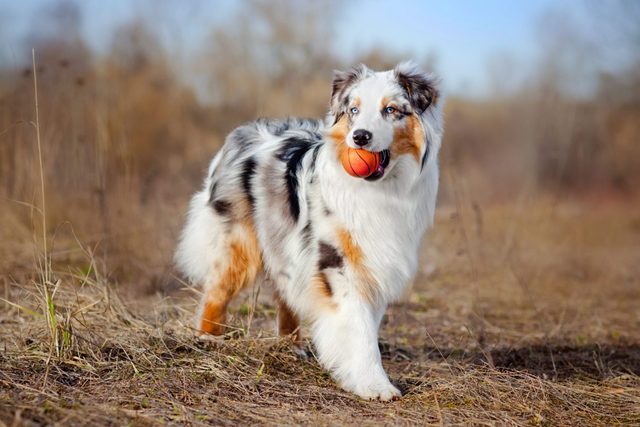 Australian Sheepdog holding small toy basketball in brown landscape