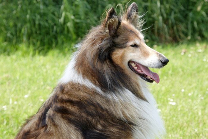 Side profile of Rough Collie with tongue sticking out