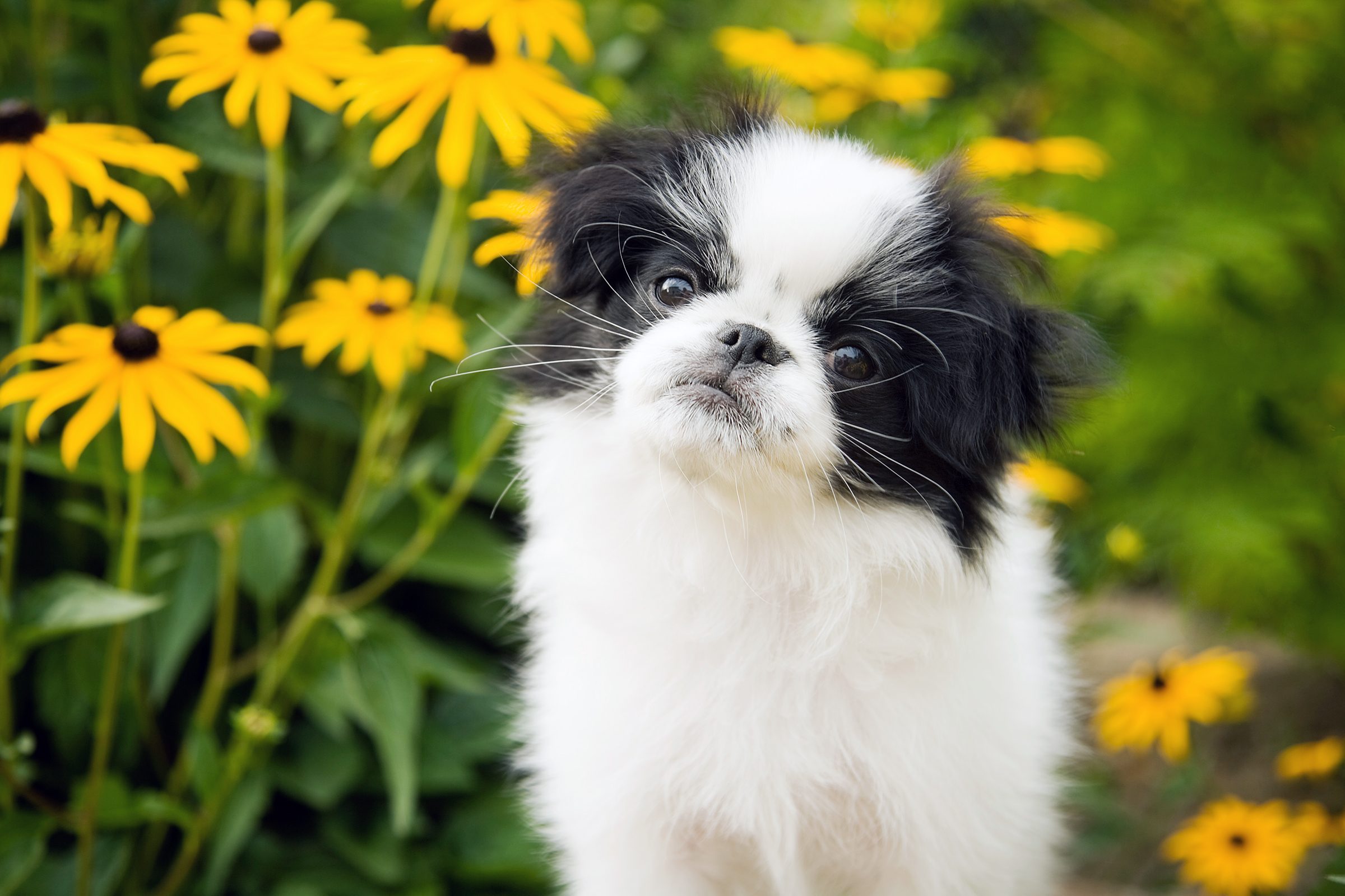 Photo of a Japanese Chin puppy sitting in a flower garden, looking at the camera with her head cocked to one side