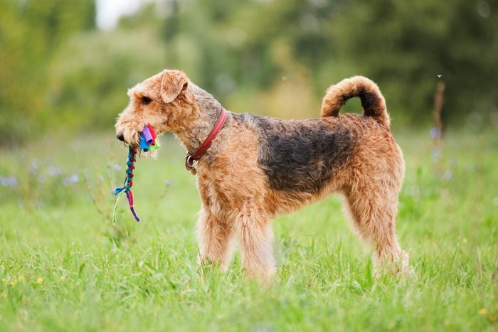 Airedale Terrier playing with rope toy