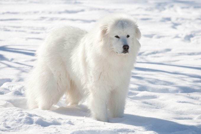 Great Pyrenees dog in winter standing on snowy ground
