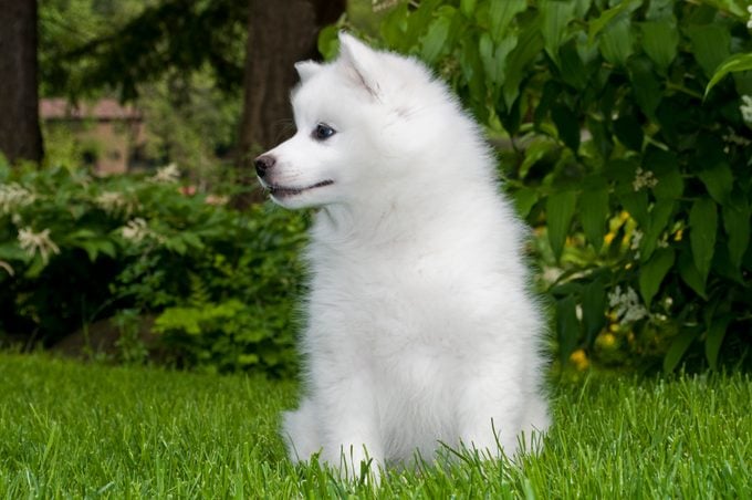 American Eskimo Puppy in the grass looking to the side