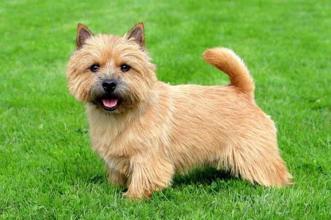 34 Adorable Toy Dog Breeds The