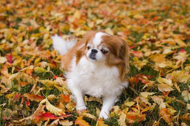 Japanese chin dog relaxing on fall leaves