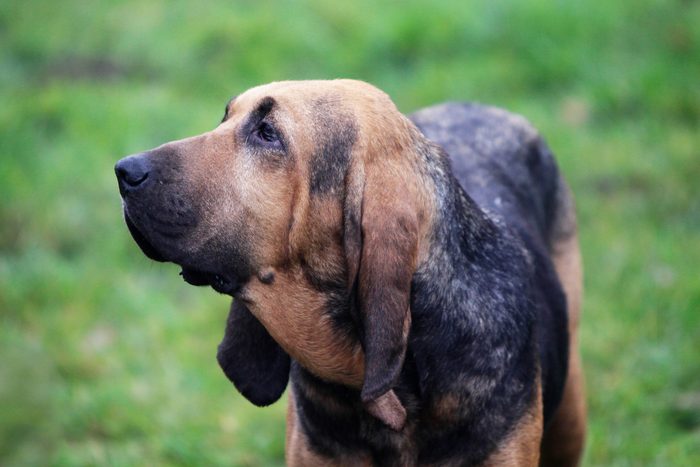Close up of Bloodhound standing on a grassy field