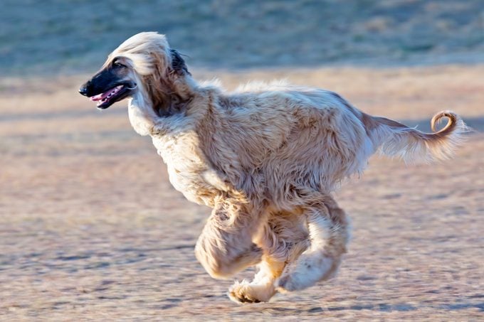 Afghan hound dog on the run in the air at the beach
