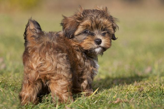 Havanese puppy looking back standing in the grass