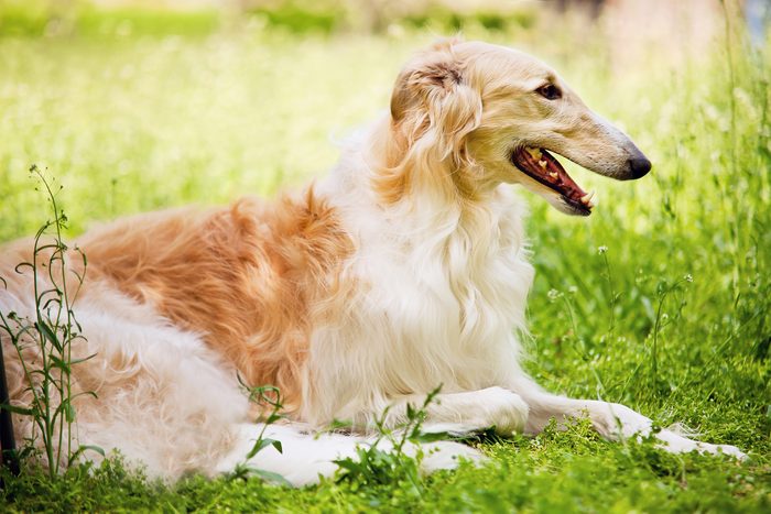 Borzoi (Russian Wolfhound) lying down in grass with mouth open