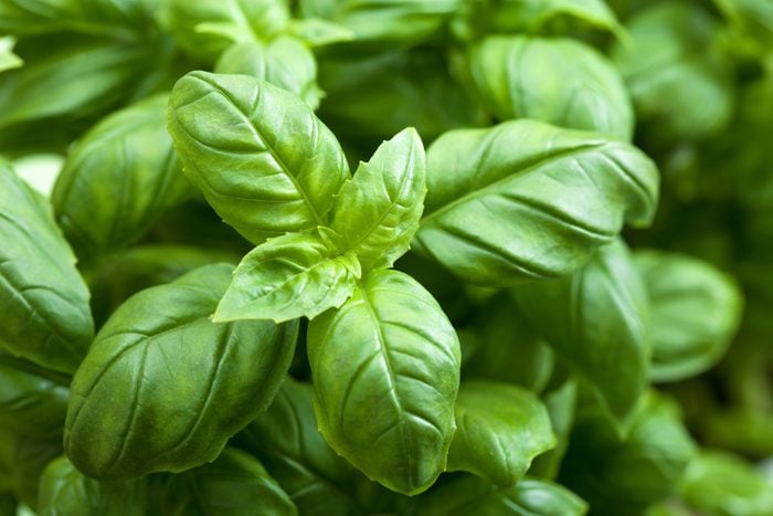 fresh basil leaves mosquito repellent