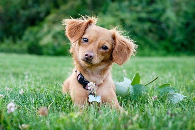 Dachshund Chihuahua Mixed Breed Chiweenie Dog Outdoors in the grass