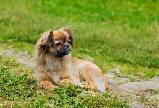 Retrato de perro pequinés en una hierba