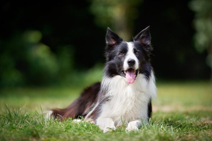 Border collie taking a rest in the grass