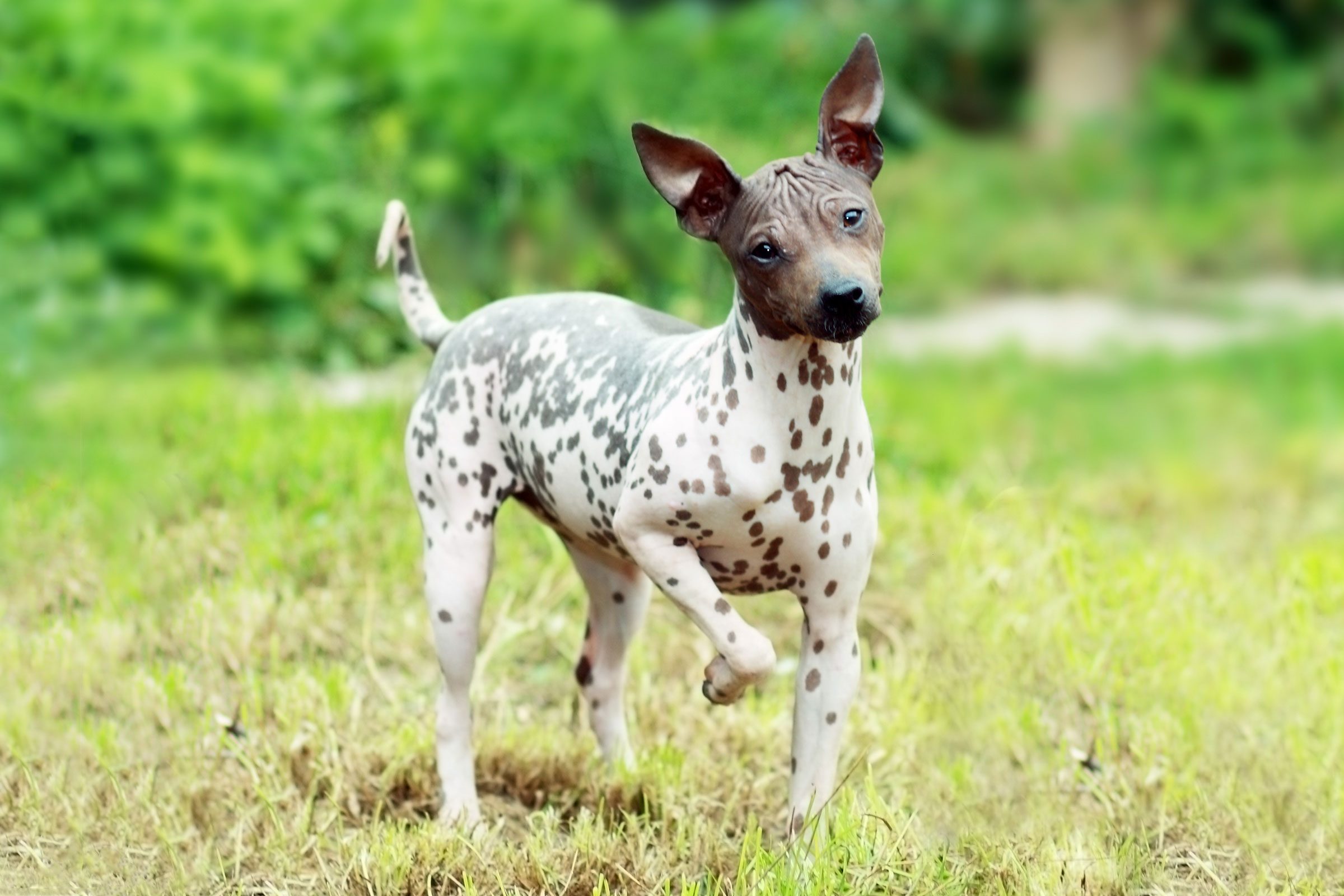 7 Hairless Dog Breeds That Make Great Pets — Dogs with No Hair