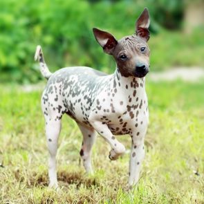 American Hairless Terrier on green grass outside looking at camera