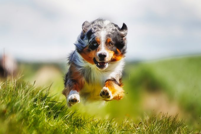 Border Collie running straight at camera. Shot taken outside on a sunny summer day.