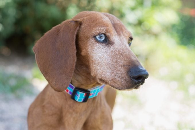 Old Dachshund Dog with blue eyes