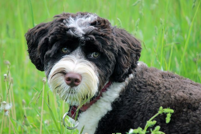 A black and white Portuguese Water Dog puppy in the grass looking at the camera