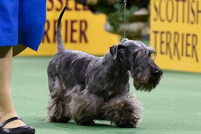A Cesky Terrier competes in the Terrier Group during the second day of competition at the 140th Annual Westminster Kennel Club Dog Show at Madison Square Garden on February 16, 2016 in New York City.