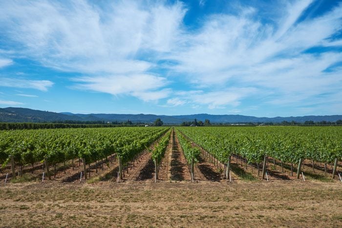 Rows of Grape Vines in Sonoma Vineyard