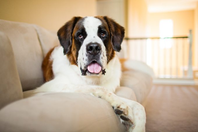A playful Saint Bernard dog looks at the camera while laying on a couch indoors.