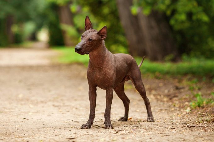 Horizontal portrait of one dog of Xoloitzcuintli breed, mexican hairless dog of black color of standart size, standing outdoors on ground with green grass and trees on background on summer sunny day