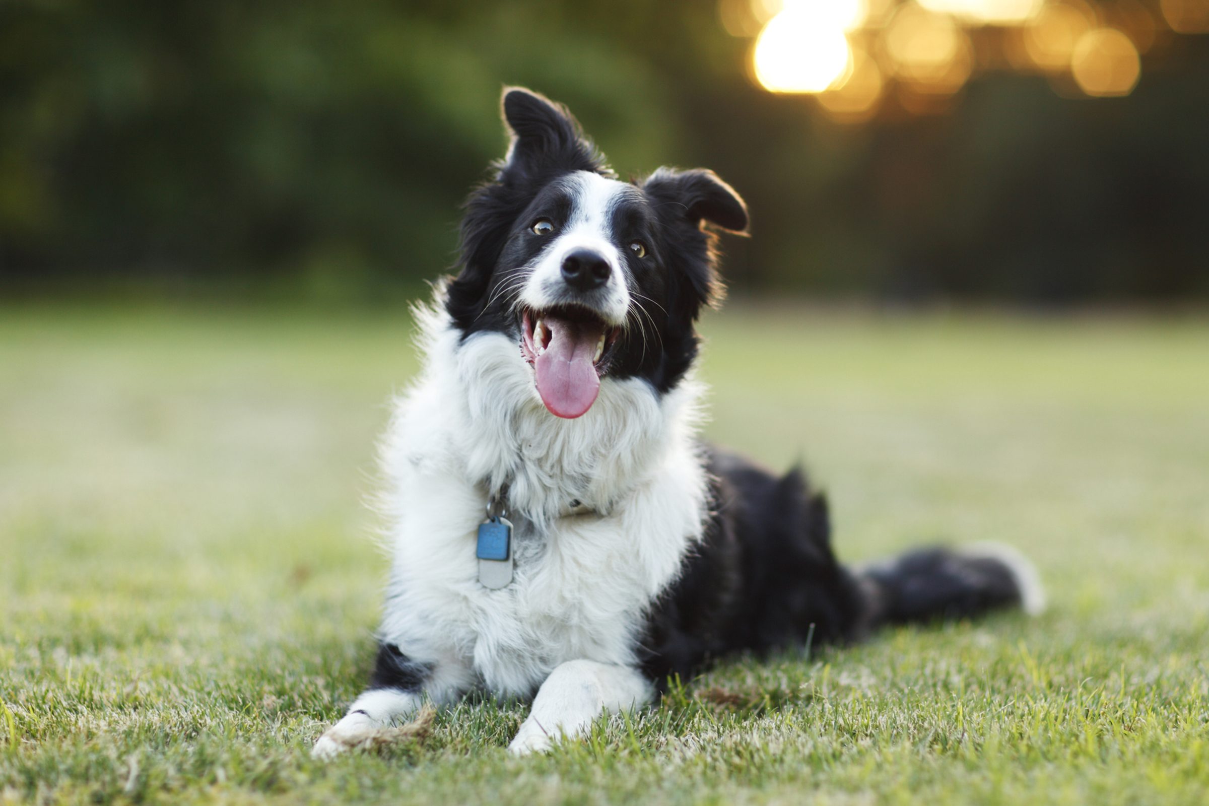 A happy border collie dog lays down on grass with its tongue out outdoors