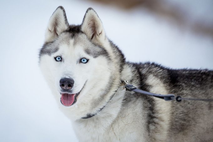 SIberian Husky with blue eyes outside in the snow