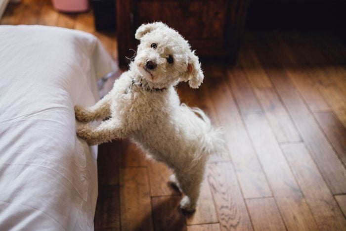 Bichon Frise dog trying to jump on to its owners bed. It is looking at the camera.