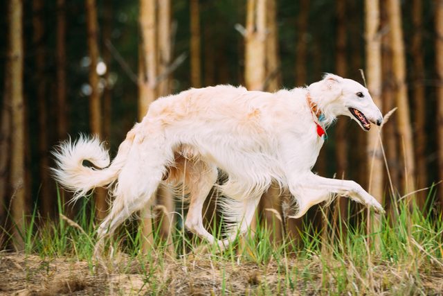 White Russian Borzoi - Hunting Dog Running In Autumn Forest.