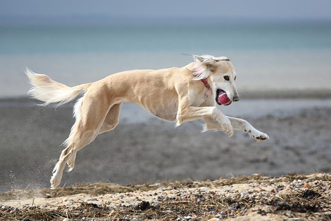 A saluki dog [Persian greyhound] running on the beach with a tennis ball in it's mouth