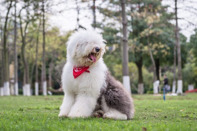 Old English Sheepdog with a red bandana outdoors on the grass