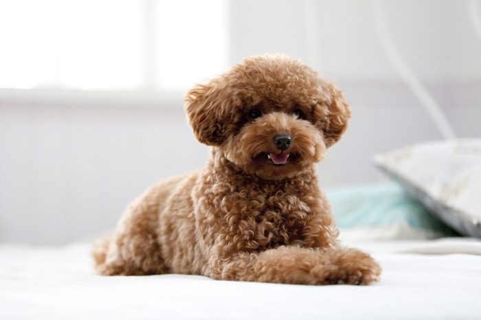 toy poodle sitting on a bed