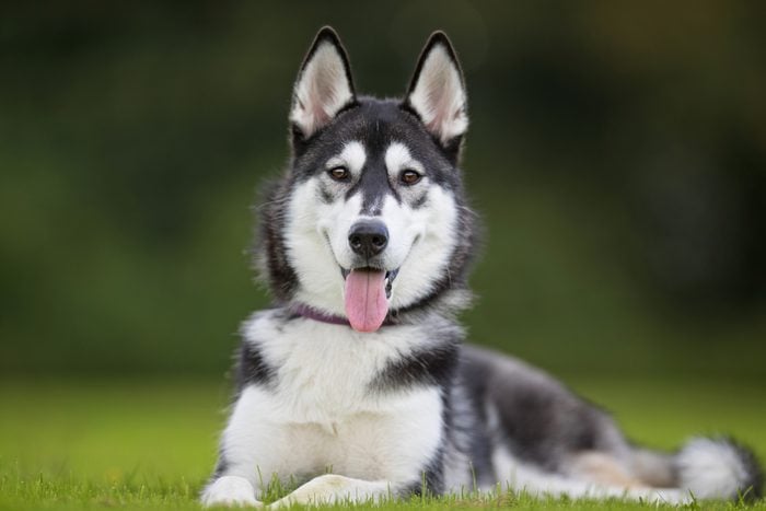 Young siberian husky dog sitting on a lawn