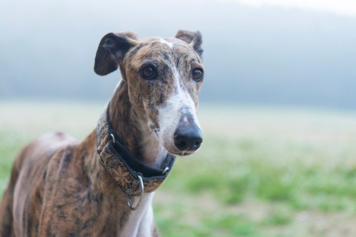 Close up of a Greyhound standing in a meadow