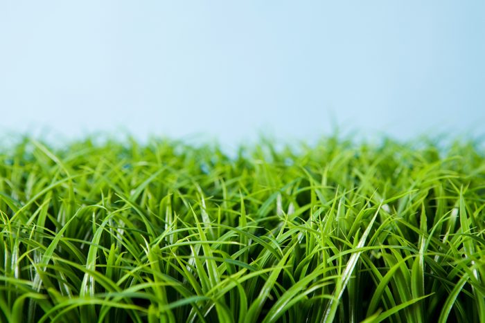 grass with blue background