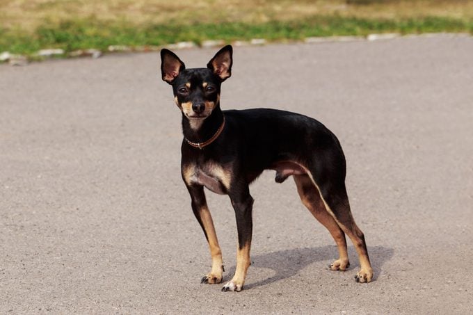 toy manchester terrier standing on blacktop