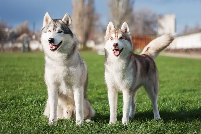 A pair of Siberian husky dogs stand on the green grass against the background of trees and a blue sky.