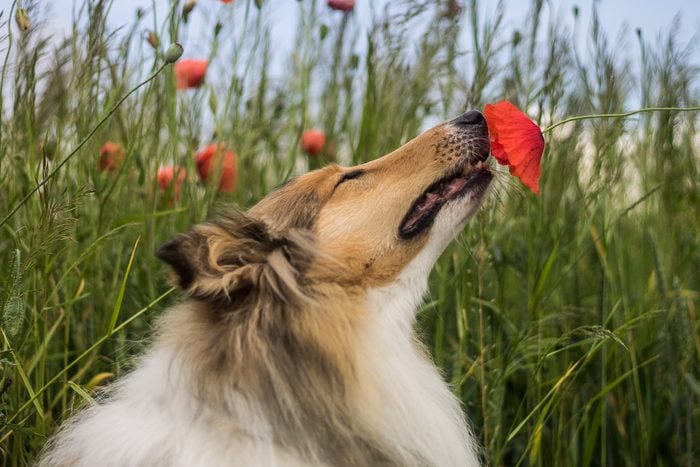 Rough Collie sniffing a red poppy