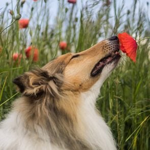 Rough Collie, a long-nosed dog breed, sniffing a poppy flower