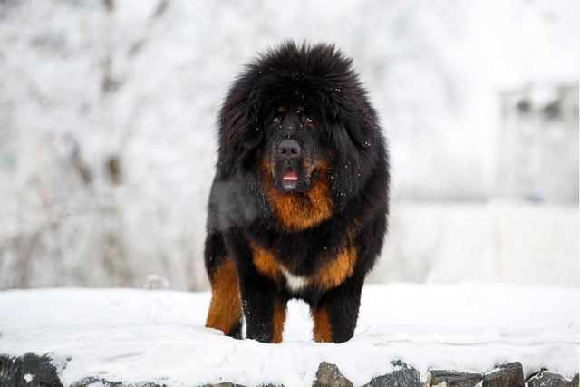 Beautiful Tibetan mastiff standing in a winter landscape