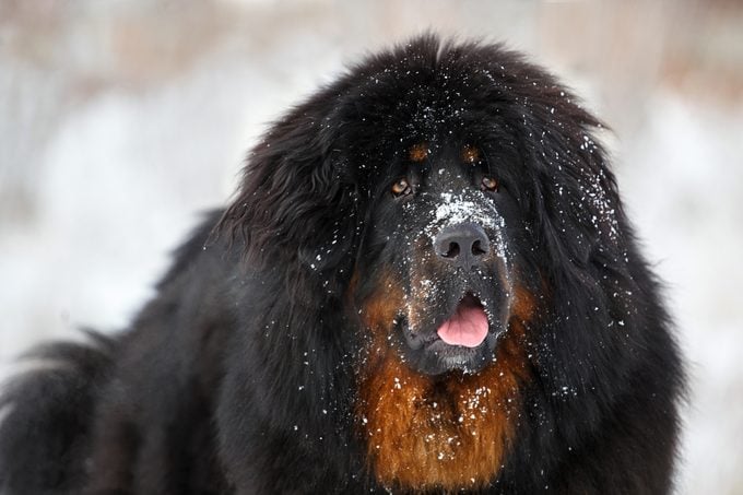Close-up de perro mastín tibetano en un paisaje de invierno;  nieve en la nariz del perro