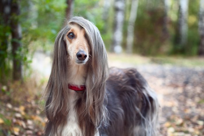 Afghan hound stands in the autumn forest and looks into the camera. A long bang closes her one eye.