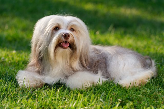 Cheerful chocolate colored havanese dog in the grass