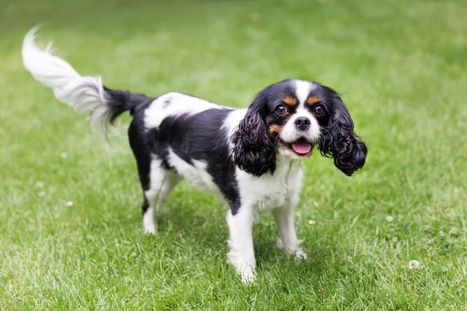 happy cavalier spaniel standing on the grass
