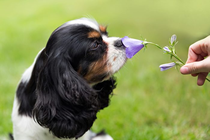 cute Cavalier King Charles spaniel smelling a purple flower