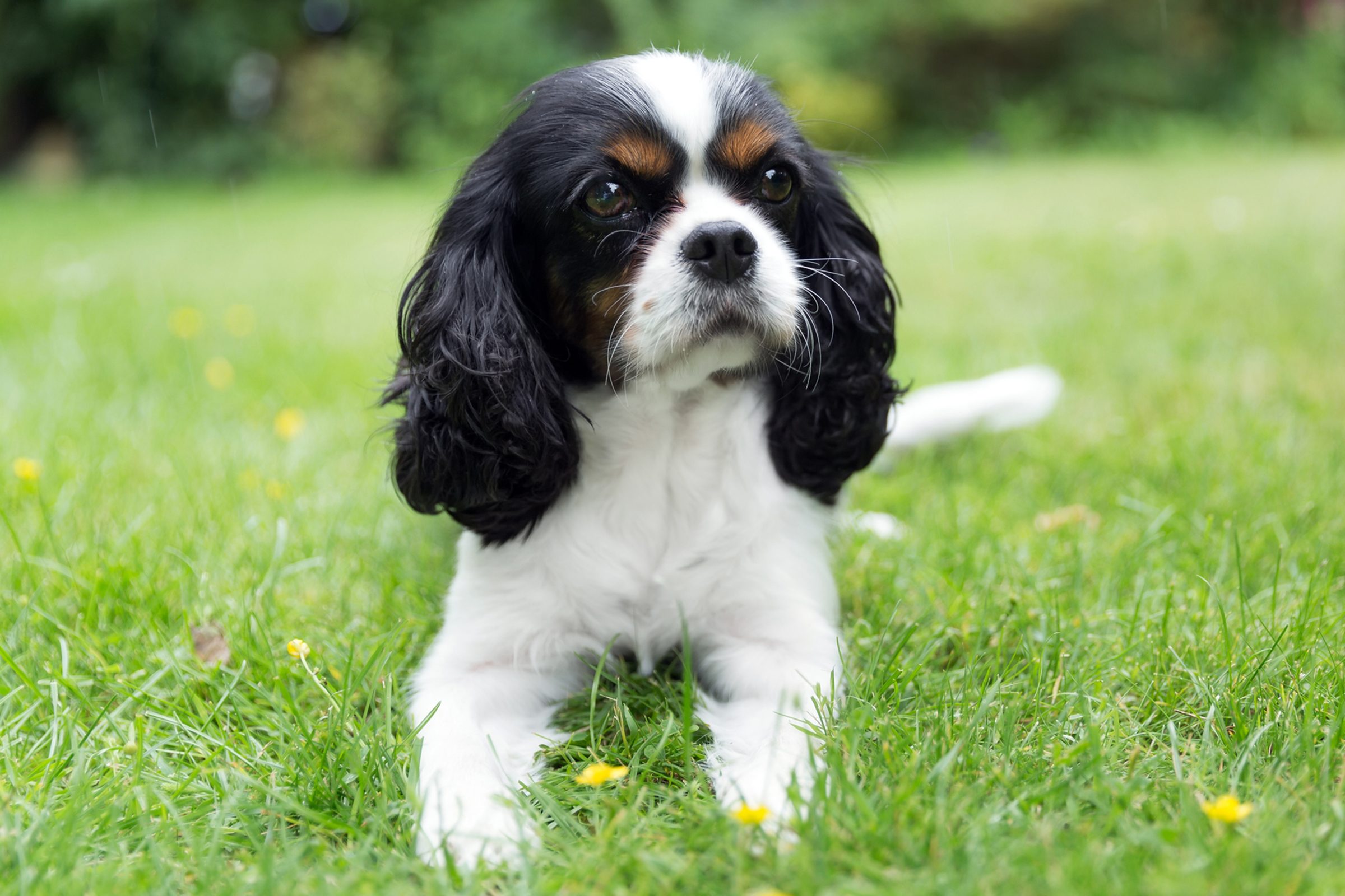 portrait of Cavalier King Charles spaniel laying on a lawn