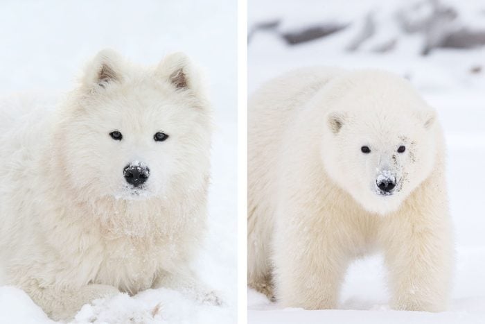 side by side of a dog and polar bear for comparison