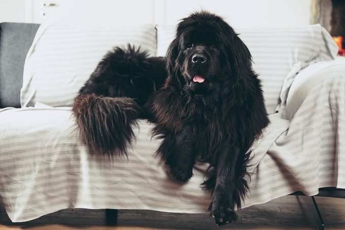 Newfoundland dog at home is laid out on the sofa.