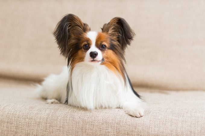 Papillon dog lying on the couch stretching his paws