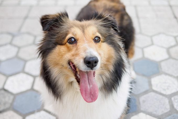 Shetland sheepdog standing on ground, looking at camera with mouth open, smiling expression.
